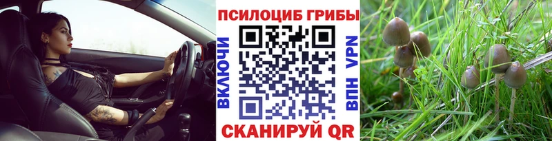 дарнет шоп Тотьма Псилоцибиновые грибы мицелий